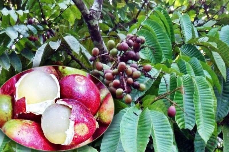 Buah-Buah Eksotis Khas Papua Jadi Daya Tarik Alam Timur Indonesia