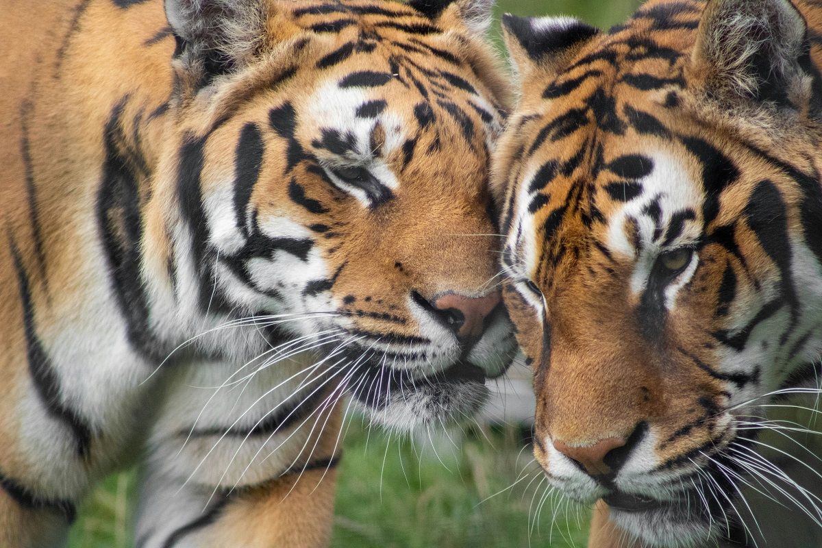 Kabar Gembira! Dua Anak Harimau Sumatera Lahir di Lampung, Induknya Dulu Korban Jeratan Pemburu Liar