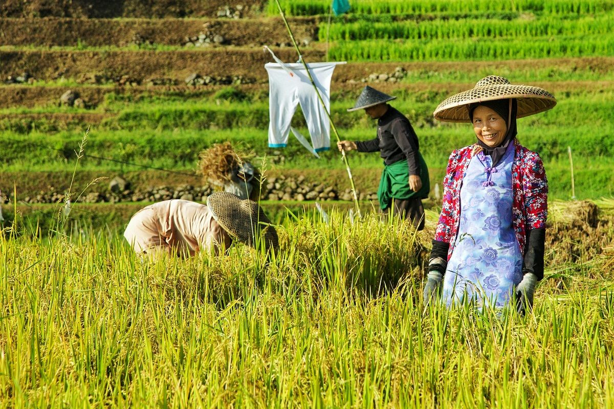 Nilai Tukar Petani Lampung April 2026 Turun 0,80%, Hortikultura Paling Terdampak