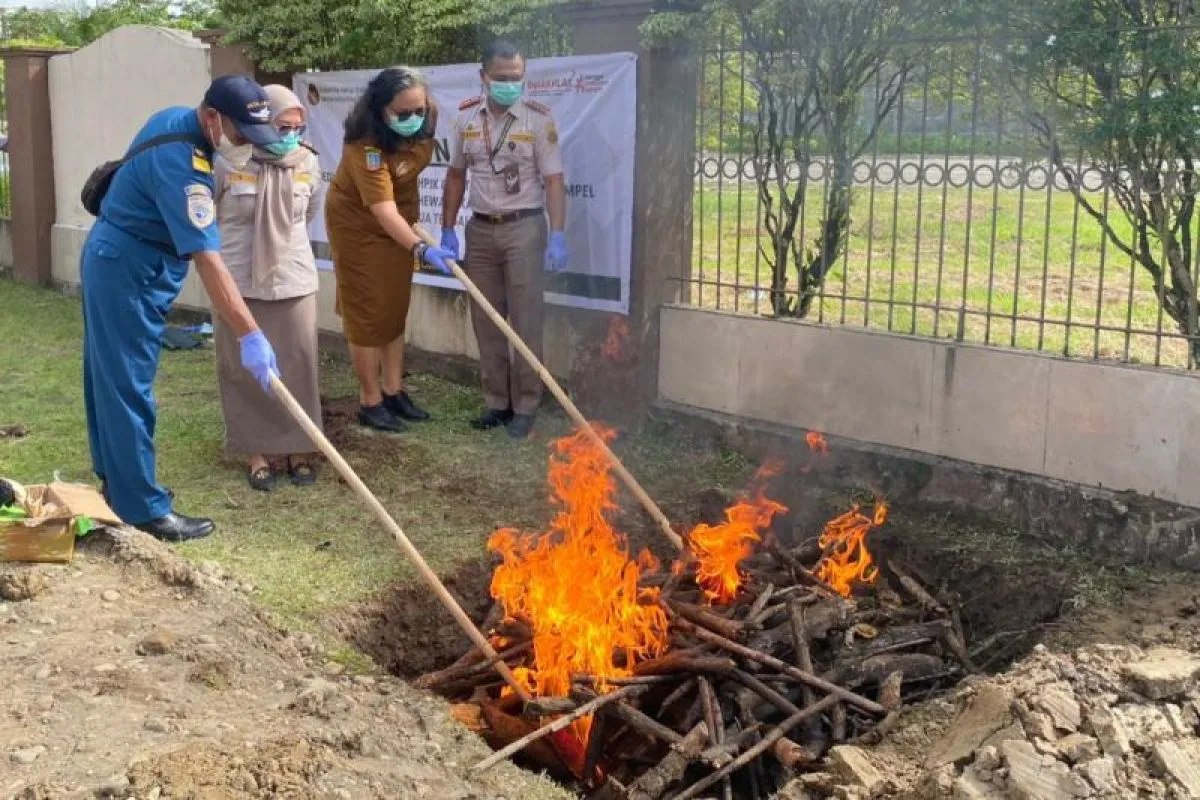 Satu Ekor Sapi Ilegal Dimusnahkan, Balai Karantina Hewan Papua Tengah: Tidak Dilengkapi Dokumen Lengkap
