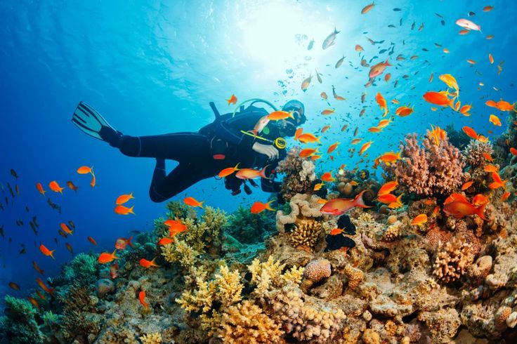 Tak Kalah dari Timur Indonesia, Ini Spot Snorkeling Eksotis di Pesisir Jambi yang Wajib Dikunjung
