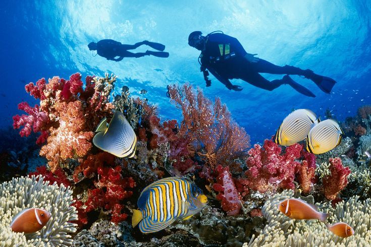 Bukan Sekadar Sungai, Ini Sisi Lain Jambi: Rekomendasi Spot Diving Hits di Pesisir Timur