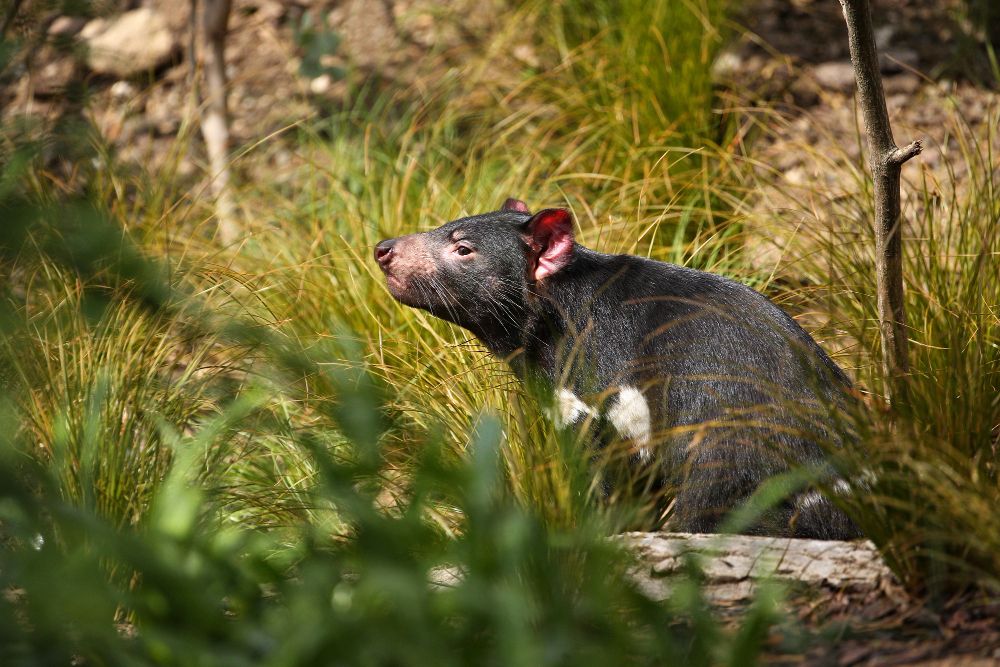 Mengenal Hantavirus, Penyakit dari Tikus yang Perlu Diwaspadai