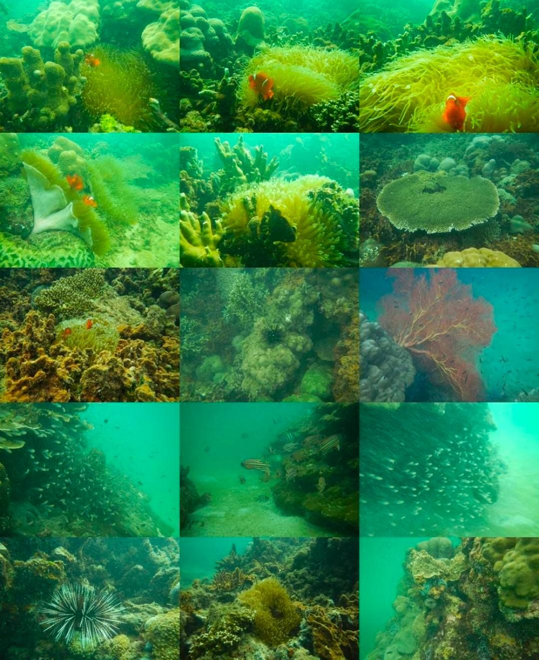 Surga Tersembunyi di Balik Borneo: Panduan Lengkap Snorkeling di Kalimantan Selatan