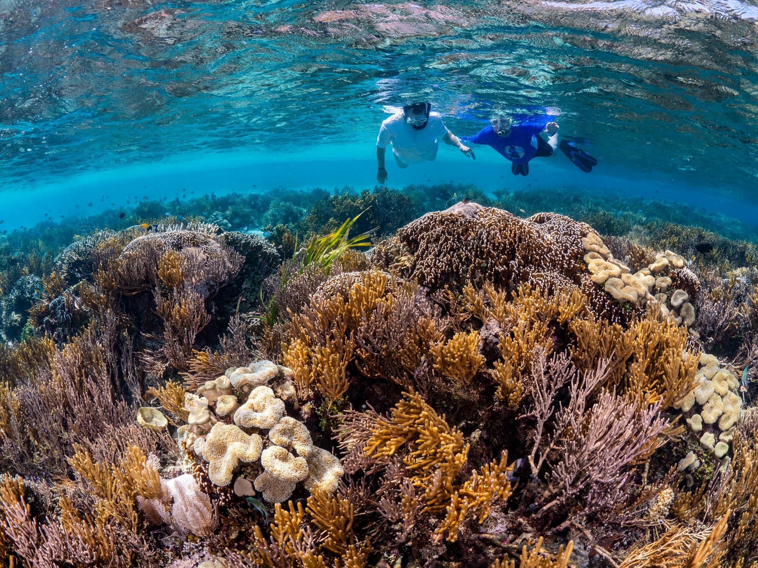 Rekomendasi Spot Snorkeling Paling Indah Di Papua Untuk Pemula