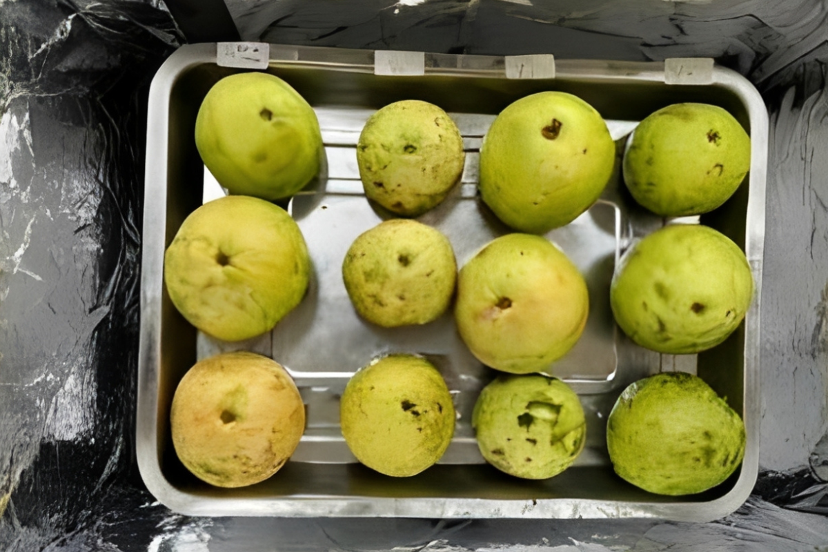 Mahasiswa UNNES Ciptakan Pelapis Buah Alami dari Daun Cincau dan Jahe Merah, Bikin Buah Awet Lebih Lama!