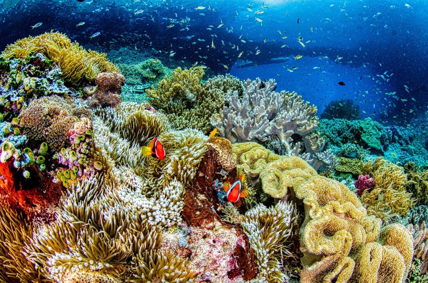 Tradisi Sasi Di Papua Jadi Benteng Adat Dalam Menjaga Laut Dan Kelestarian Biota Pesisir