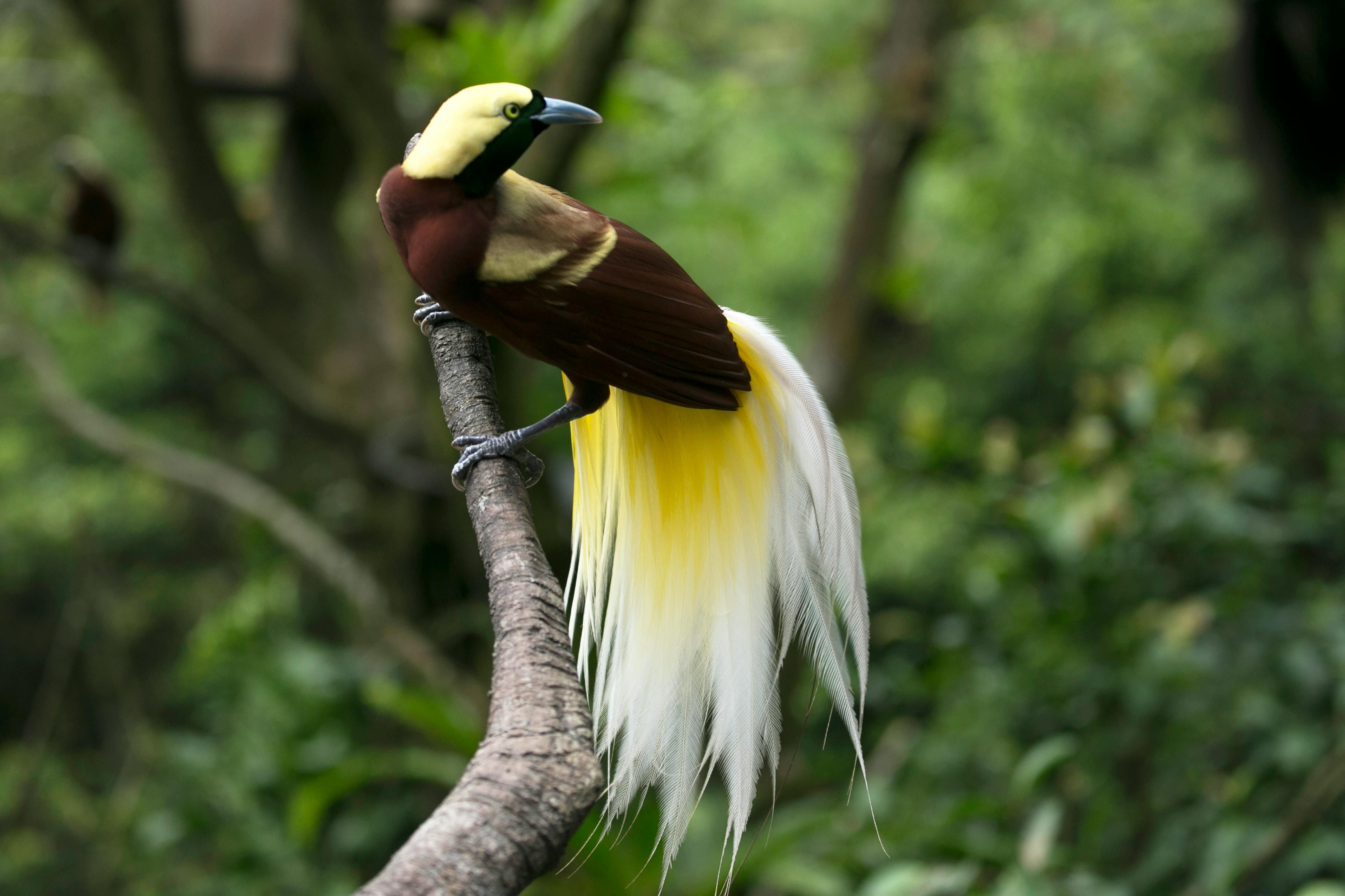 Burung Cendrawasih Jadi Simbol Keindahan Papua Yang Dijuluki Bird Of Paradise