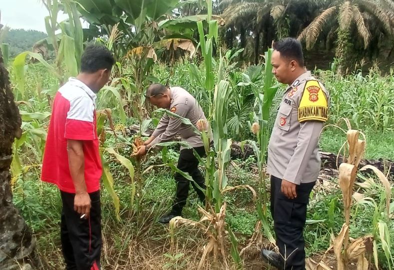 Optimalkan Program Ketahanan Pangan, Personel Polsek Merlung Tinjau Kesiapan Lahan di Pinang Gading