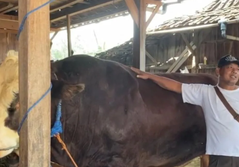 Sapi Simental 1,1 Ton Milik Sunardi asal Grobogan Jadi Hewan Kurban Bantuan Presiden