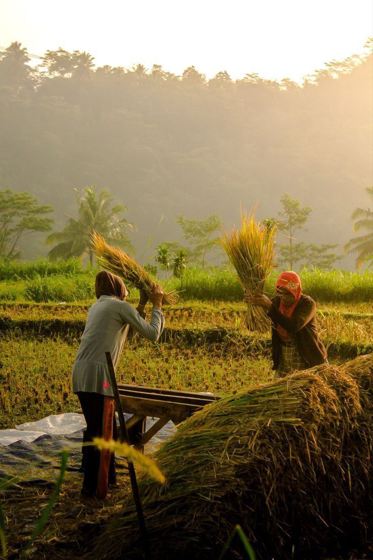 Solusi Gagal Panen: Program AUTP Kalsel Jamin Ganti Rugi Petani 6 Juta Per Hektar