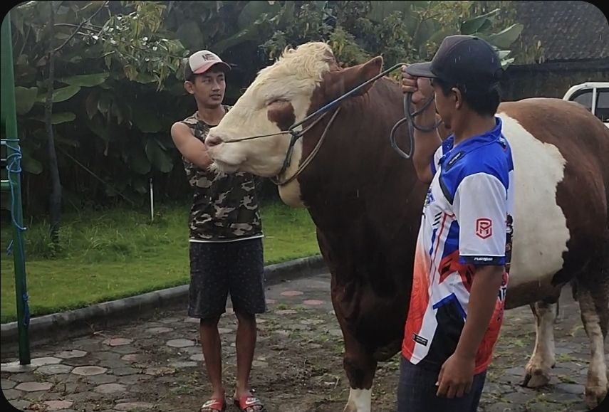 Peternak Sapi Asal Temanggung Senang Lantaran Sapinya Terpilih Menjadi Sapi Kurban Pilihan Prabowo