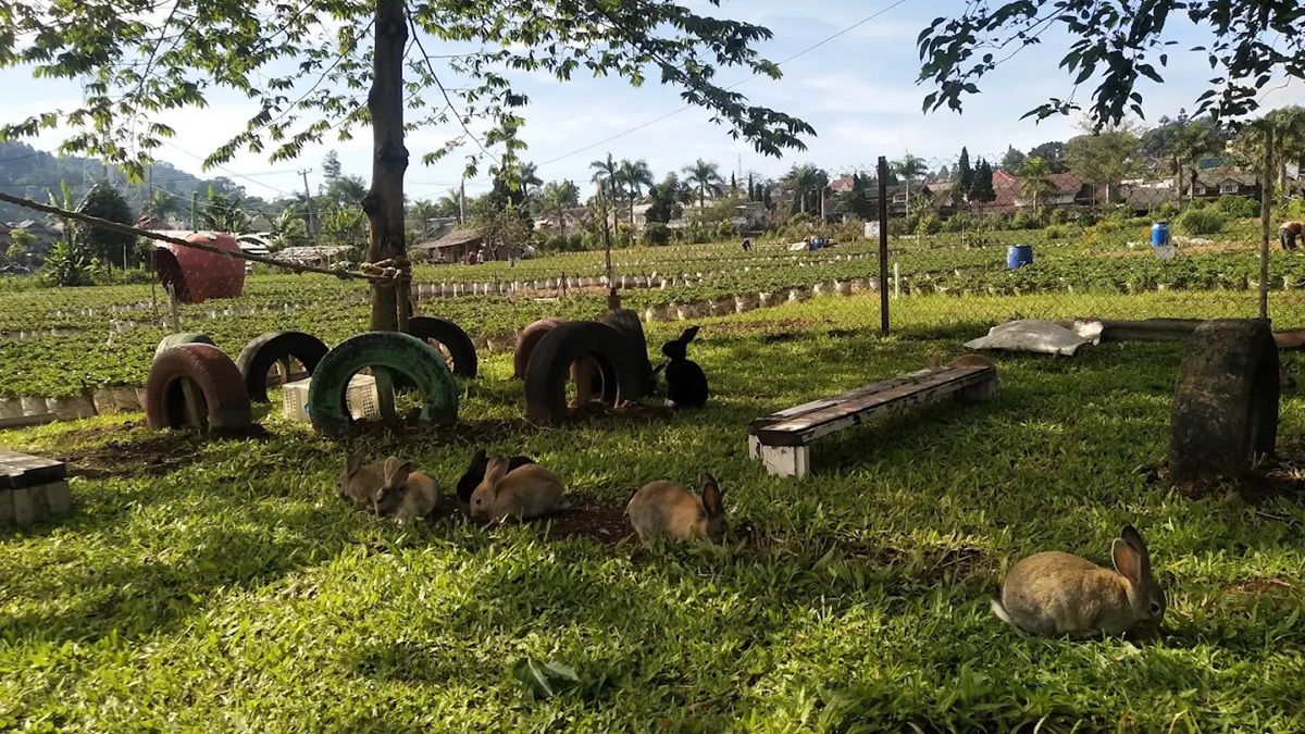 Liburan Sambil Belajar: 4 Destinasi Agrowisata Hits 2026 yang Ramah Anak dan Dompet!