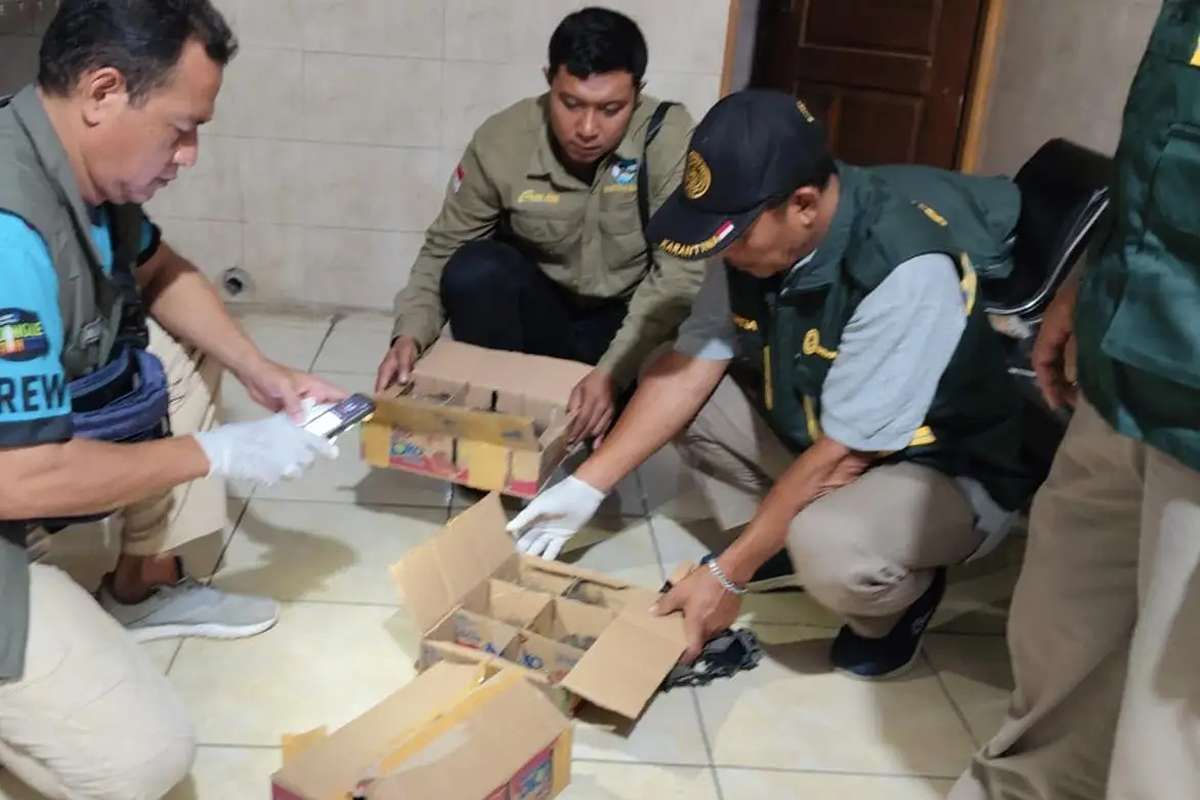 Petugas Gagalkan Penyelundupan Satwa di Bali, Ribuan Burung Berhasil Diamankan