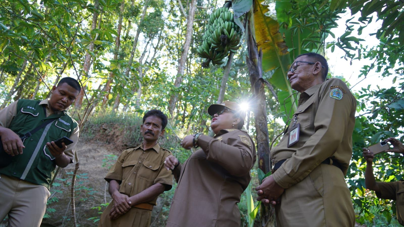 Bermula Dari KKN UGM, Pisang Ambon di Gunungkidul Bikin Geger Kebal Virus Hingga Panen Berlapis