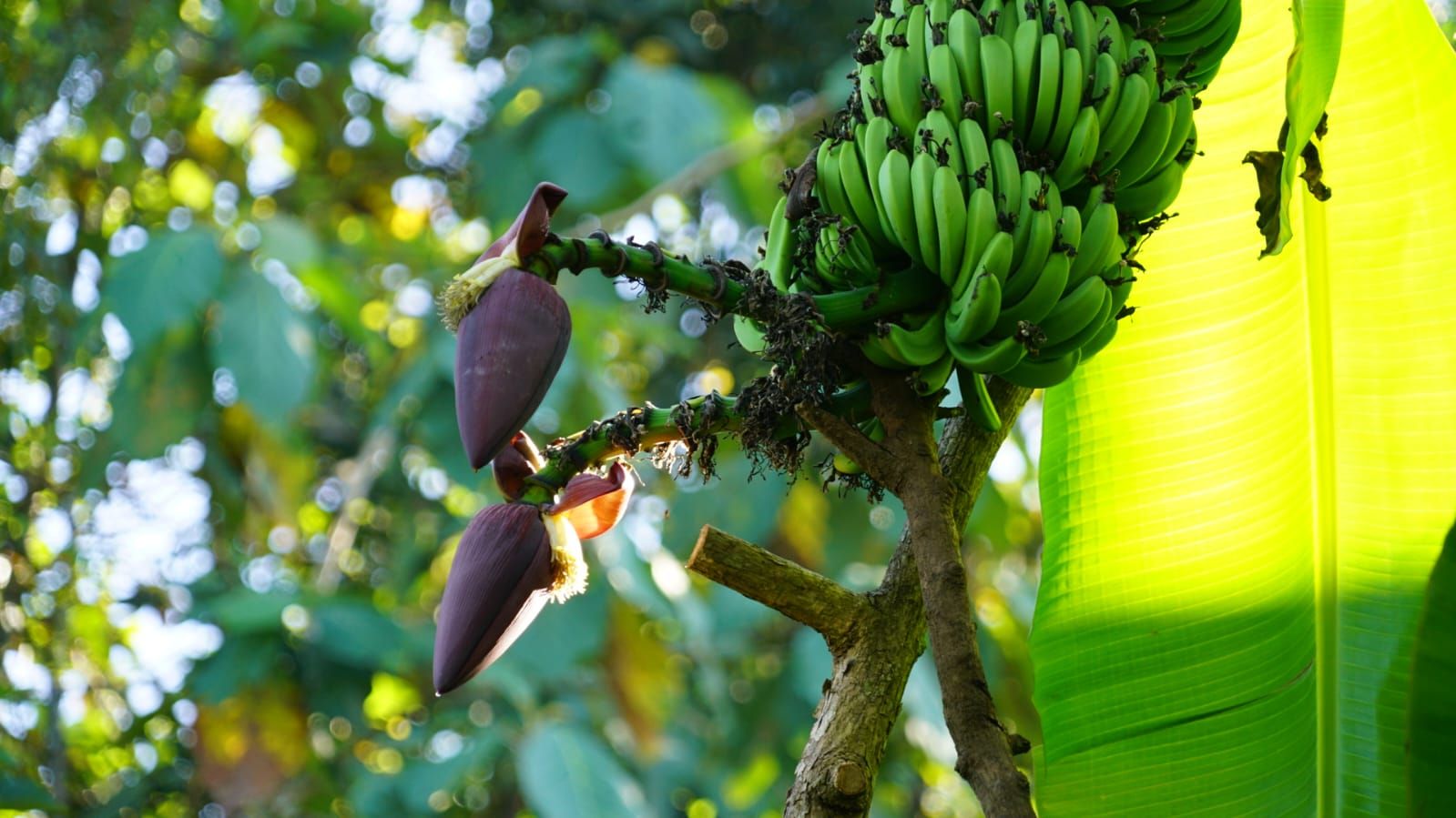 Bermula Dari KKN UGM, Pisang Ambon di Gunungkidul Bikin Geger Kebal Virus Hingga Panen Berlapis