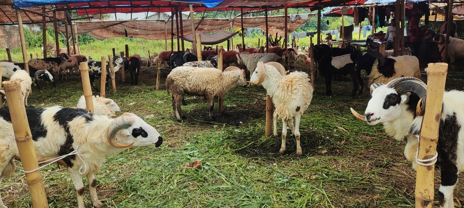 Mengenal Penyakit Orf pada Hewan, Infeksi Menular yang Sering Menyerang Kambing dan Domba