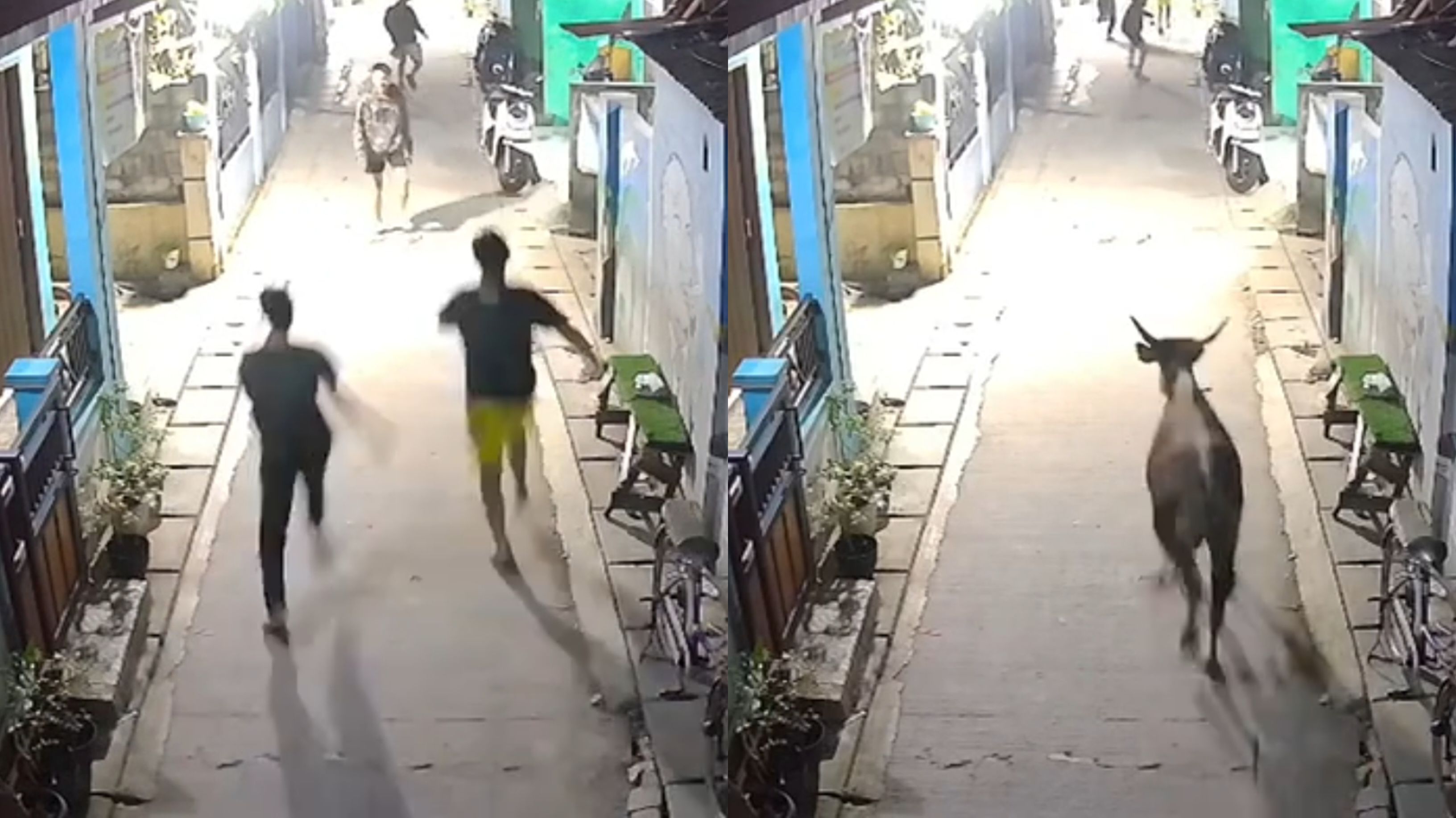 Lagi Asyik Nongkrong, Warga di Bekasi Mendadak Heboh Dikejar Sapi