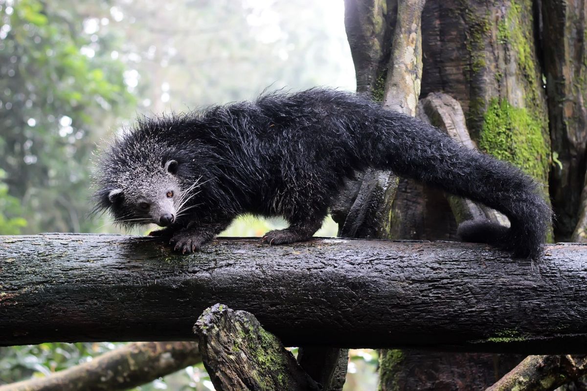Fakta Menarik Hewan Binturong yang Baunya Seperti Popcorn