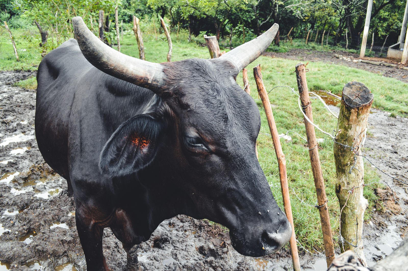 Update Terbaru Harga Sapi dan Kambing Kurban 2026 di Kawasan Kalimantan Timur