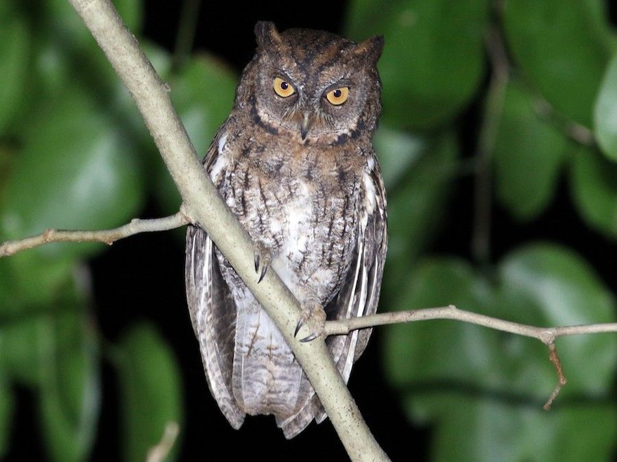 7 Satwa Endemik Lombok, Ada Burung Hantu Celepuk Rinjani