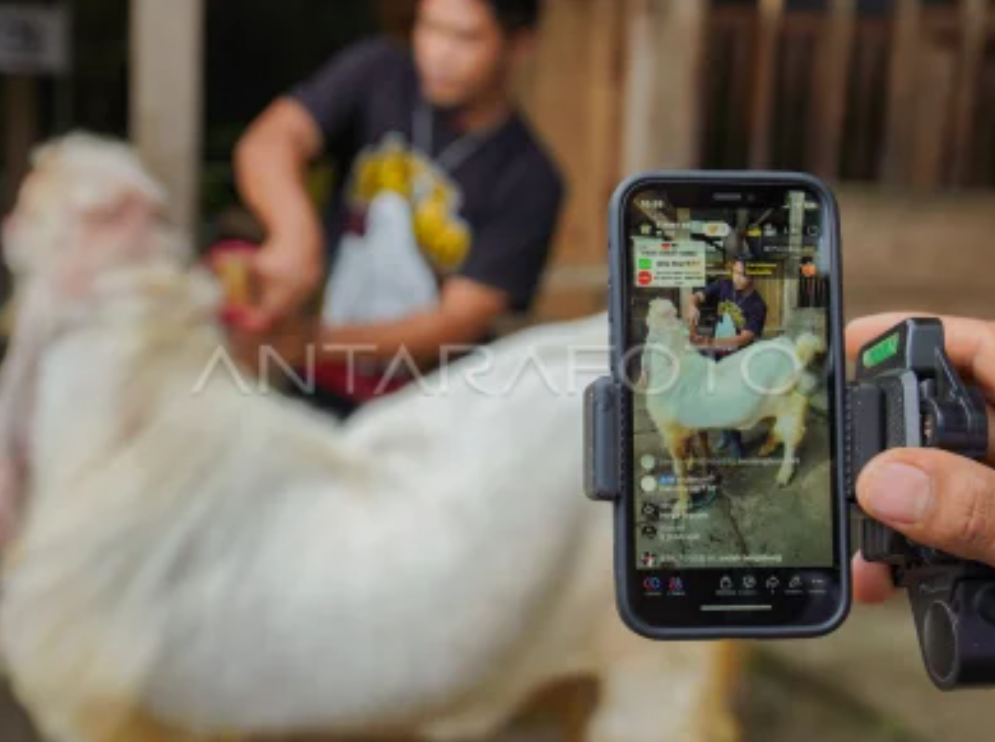 Jual Kambing Lewat Live Streaming, Pedagang Kurban di Malang Raup Pembeli hingga Luar Kota