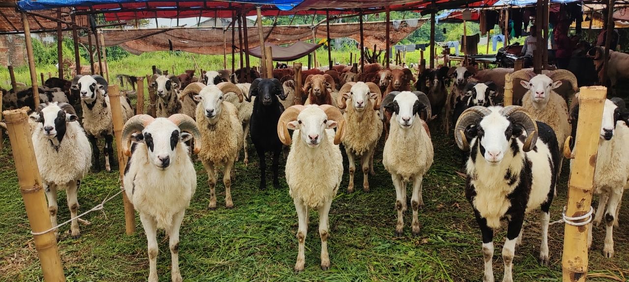 Syarat Hewan Kurban dalam Islam: Ketentuan Lengkap Sesuai Syariat Jelang Idul Adha