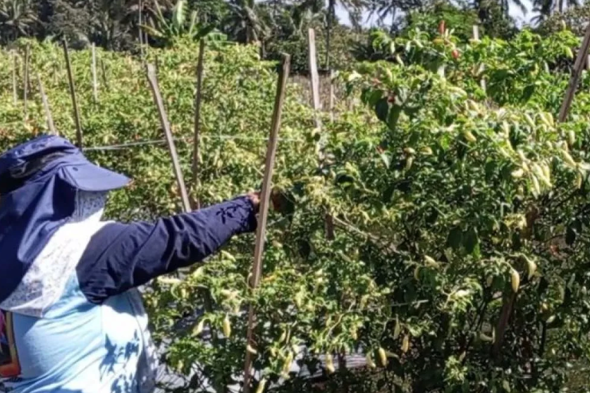Harga Cabai Rawit Temanggung Naik Jadi Rp65.000 per Kg Akibat Cuaca Hujan