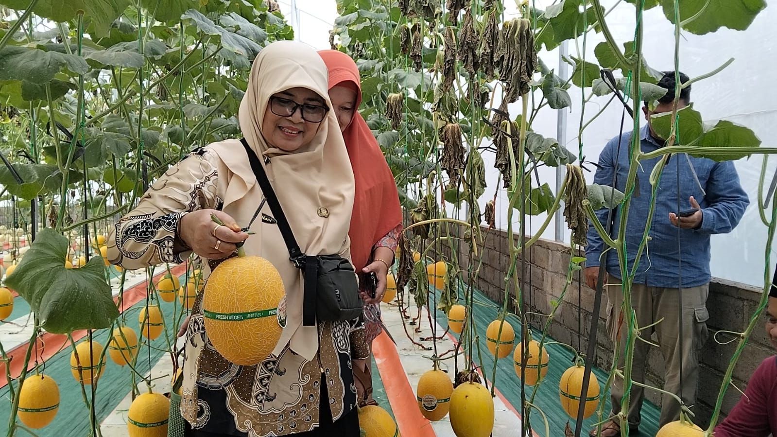 Wisata Petik Melon Super, Destinasi Baru di Deswita Sabo Dam Nglumut