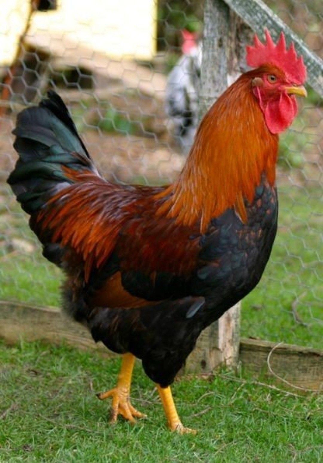 Kenapa Ayam Tidak Boleh Jadi Hewan Kurban? Ini Penjelasan Hukumnya dalam Islam