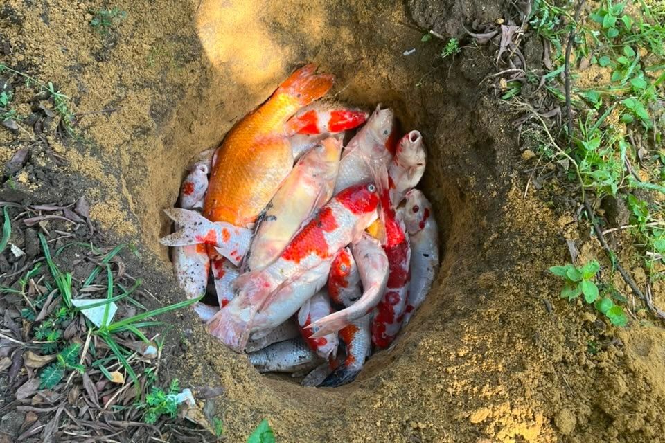 Blackout Massal di Pekanbaru Sisakan Duka dan Kerugian, Ikan Koi Wali Kota Mati hingga UMKM Lumpuh