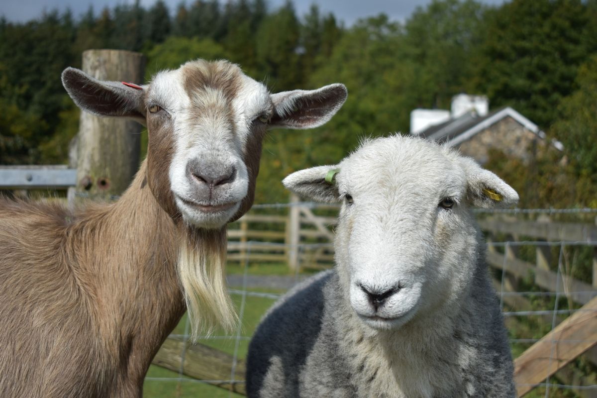 Sering Dikira Sama, Ini Perbedaan Mendasar Kambing dan Domba