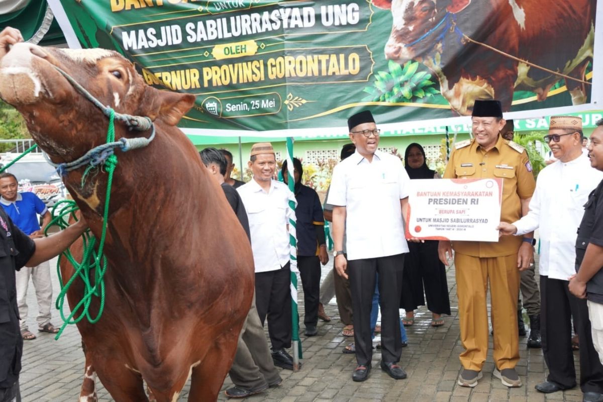 Sapi Kurban Presiden Seberat 1,13 Ton Diserahkan ke Masjid Sabilurrasyad UNG