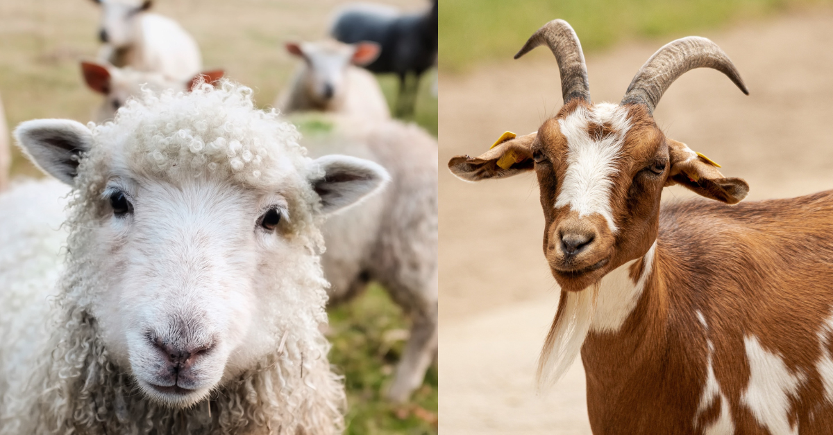 Sering Dikira Sama, Ini Perbedaan Mendasar Kambing dan Domba