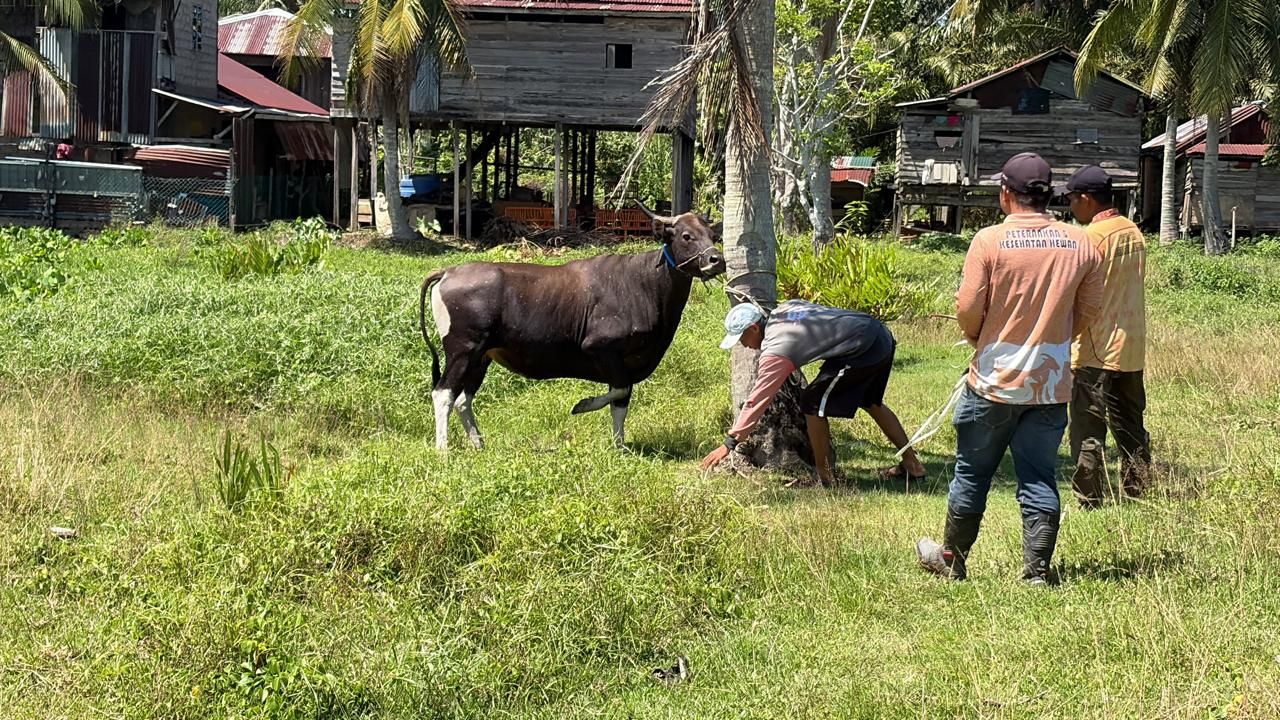 Sapi Kurban Bantuan Presiden dan Pemkab Nunukan Mulai Didistribusikan