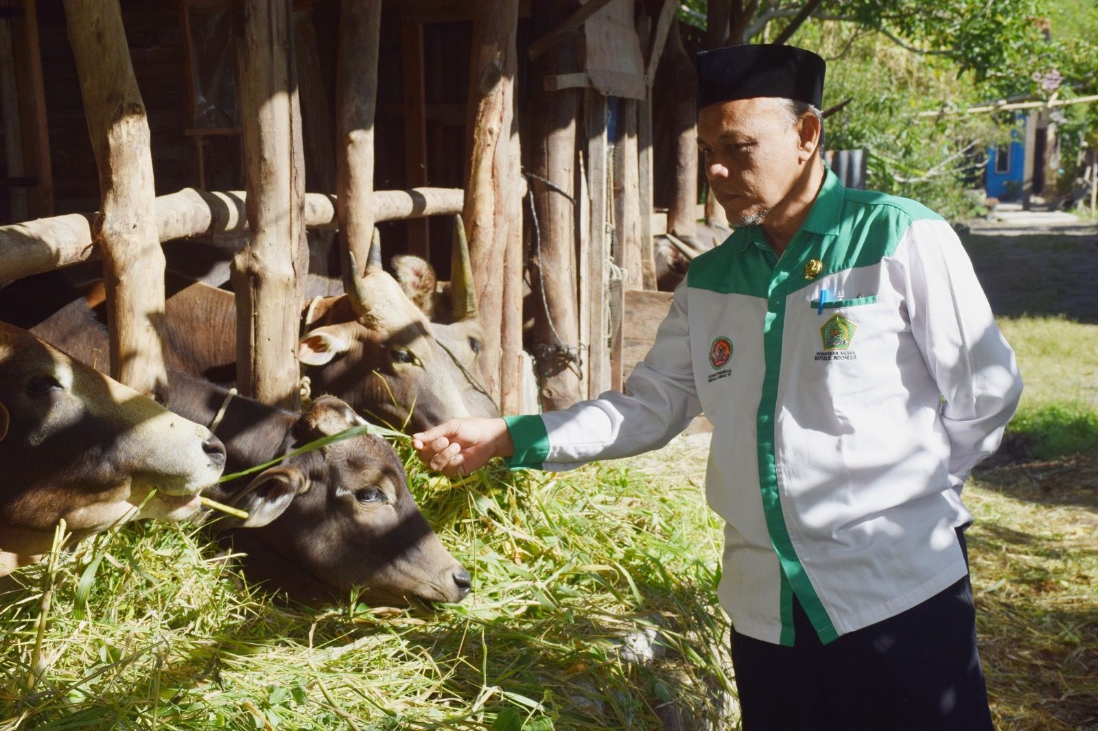 Sambut Iduladha, ASN Kemenag Bener Meriah Siapkan 5 Ekor Sapi Kurban