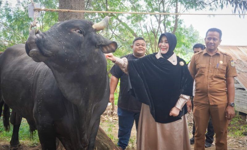 Illiza Serahkan Sapi Kurban Presiden untuk Warga Banda Aceh