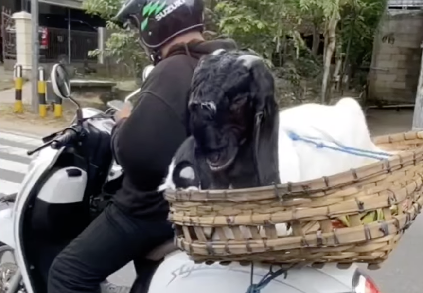 Berkah Musiman Jasa Ojek Kambing Saat Idul Adha, Antar Hewan Kurban Sampai Gang Sempit