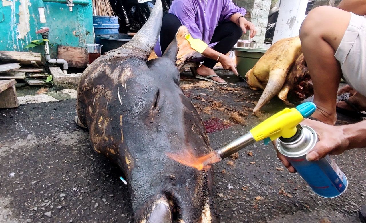 Tips Membersihkan Kepala Sapi dengan Alat Sederhana, Hasil Maksimal dan Sangat Bersih