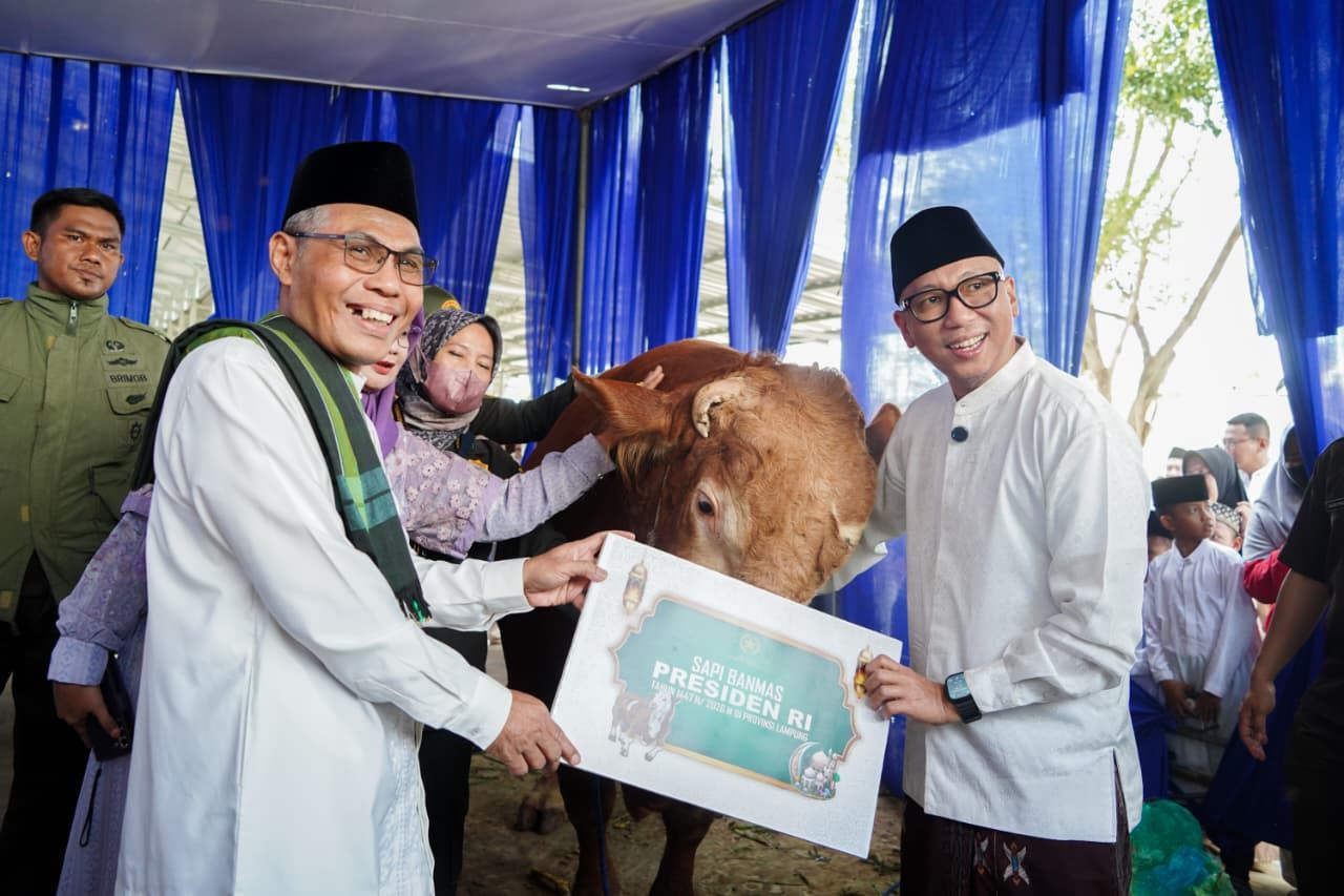Presiden Prabowo Beri Bantuan 16 Sapi Kurban untuk Lampung, 1 Ekor Bobot 1,15 Ton Diserahkan Gubernur Mirza