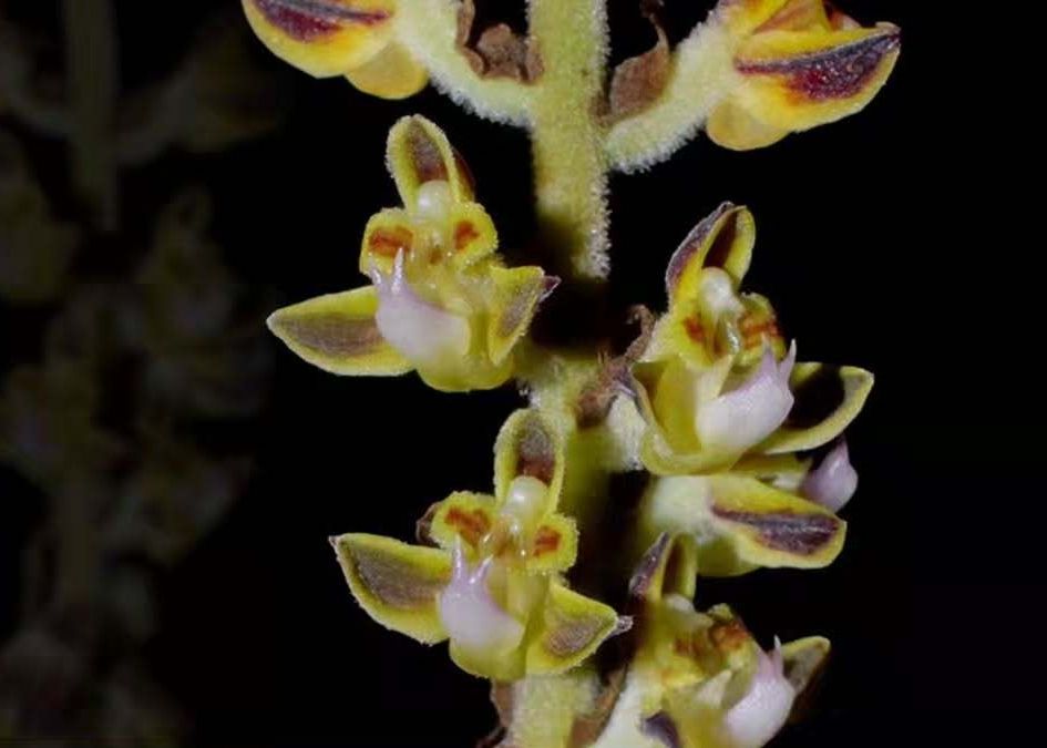 29 Flora Baru Indonesia Ditemukan
