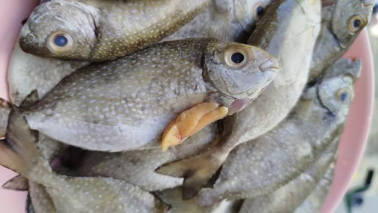 Dispopar Bontang Siap Daftarkan Kuliner Ikan Bawis ke HAKI