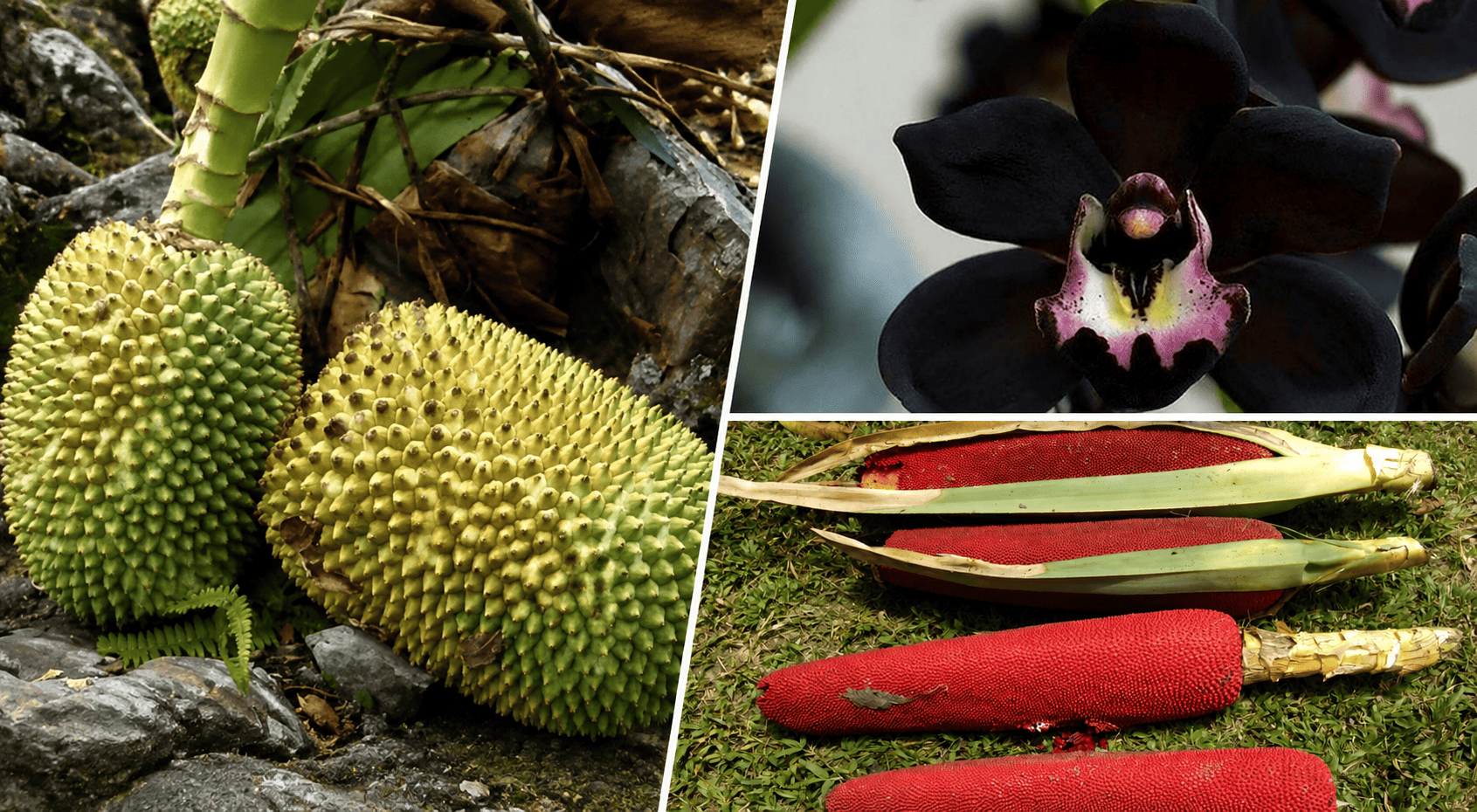 Dari Buah Merah hingga Anggrek Langka, Ini Flora Khas Papua Tengah