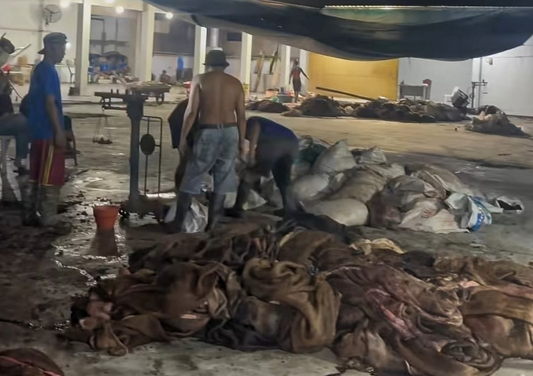 Banjir Kulit Sapi di Hari Kedua Idul Adha, Pengepul Lembur Sampai Malam Demi Kejar Penimbangan