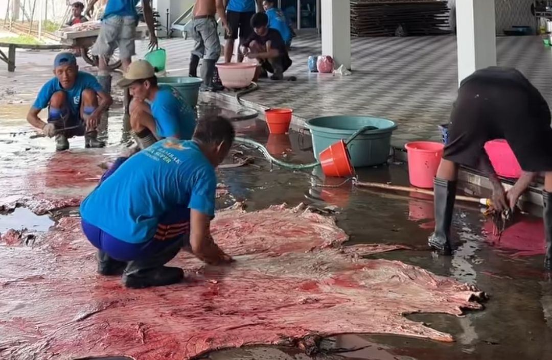 Idul Adha Jadi Musim Panen Berkah bagi Pengusaha Keripik Rambak Kulit Sapi dan Kerbau