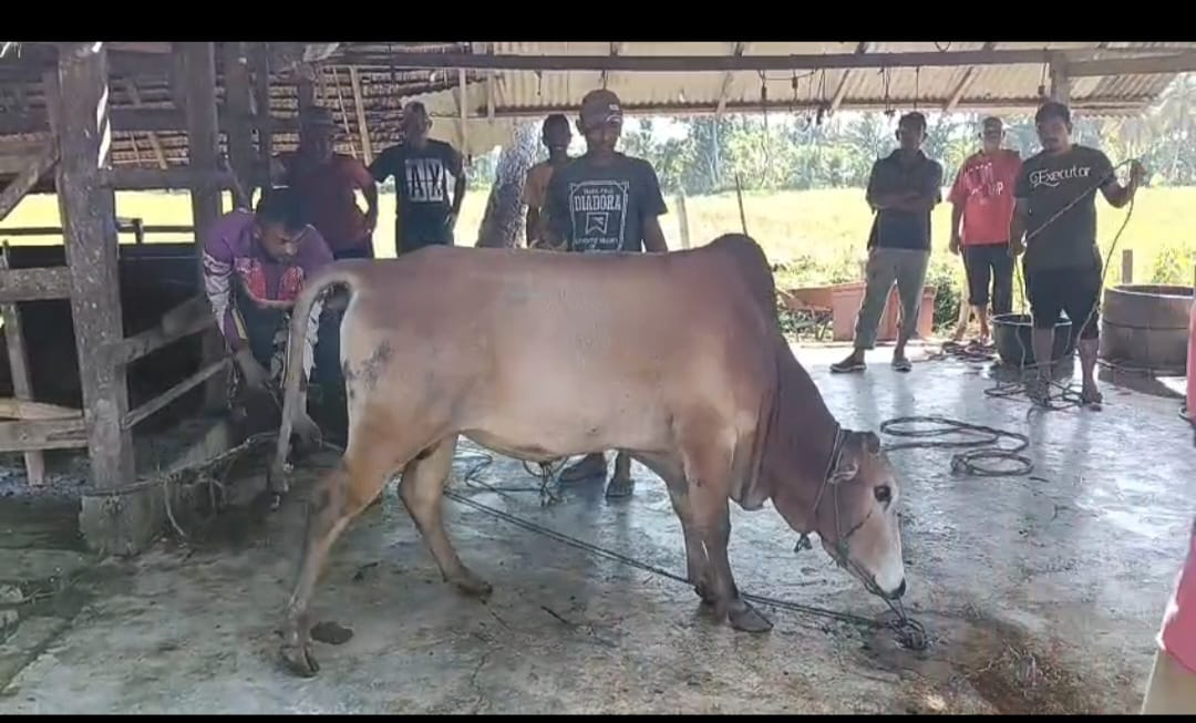 Idul Adha 2026, Madrasah Bireuen Kurban 86 Ekor Sapi dan Kambing Serentak