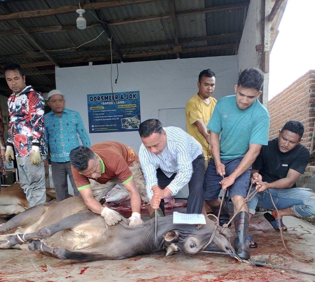 Idul Adha 2026, Kemenag Banda Aceh Kumpulkan 62 Hewan Kurban untuk Masyarakat