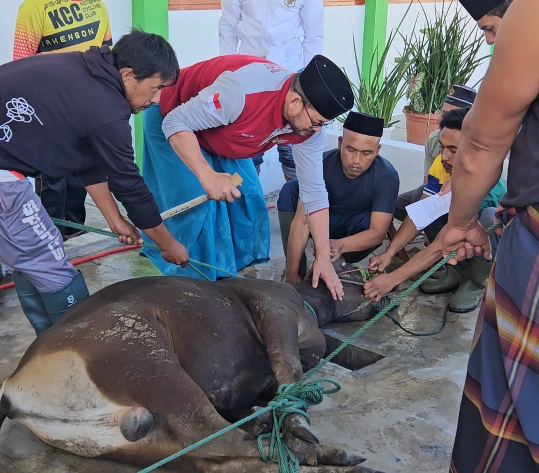 Idul Adha 1447 H, ASN Kemenag Aceh Tengah Kurban 74 Ekor Hewan