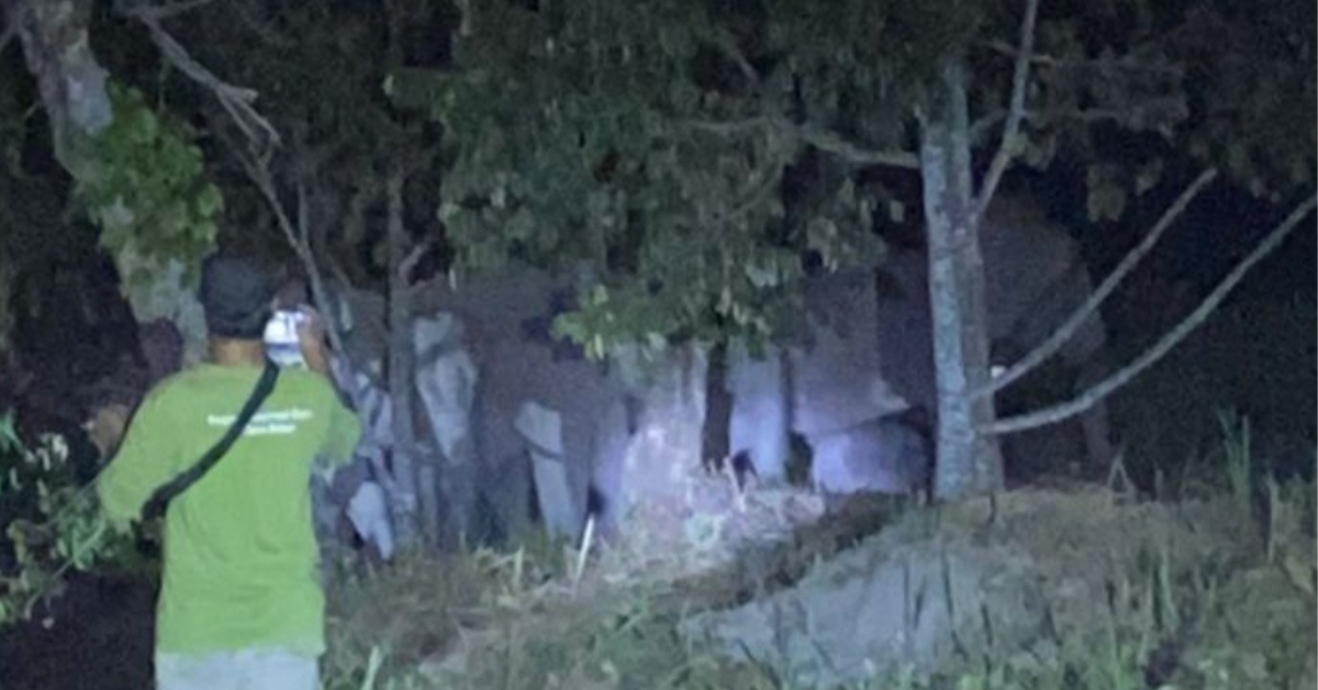 Kawanan 12 Gajah Liar Masuk Perkebunan Warga di Pekanbaru
