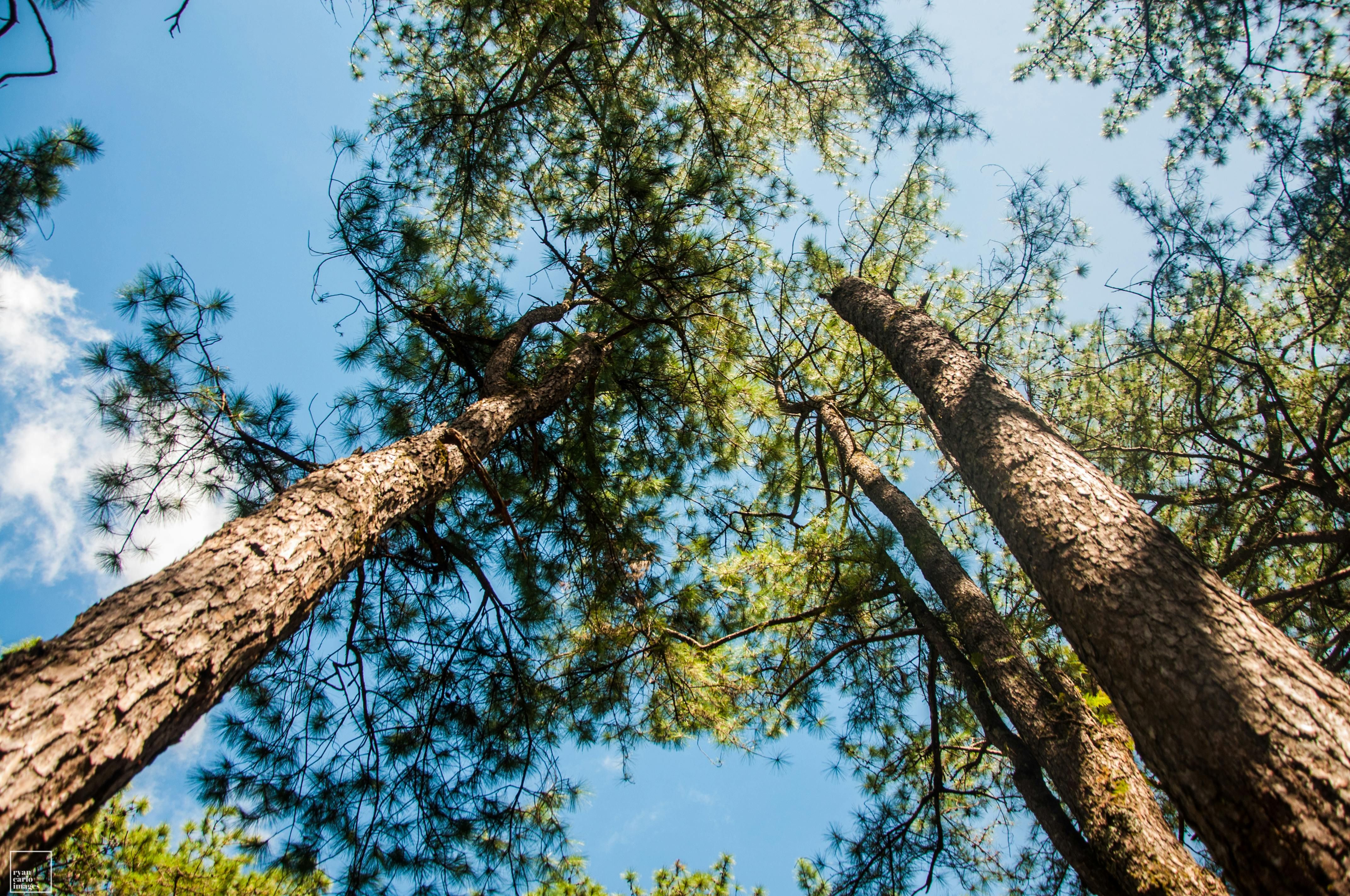 Tak Banyak Yang Tahu, Hutan Pinus Di Papua Ini Jadi Tempat Favorit Menikmati Sejuknya Lembah Baliem